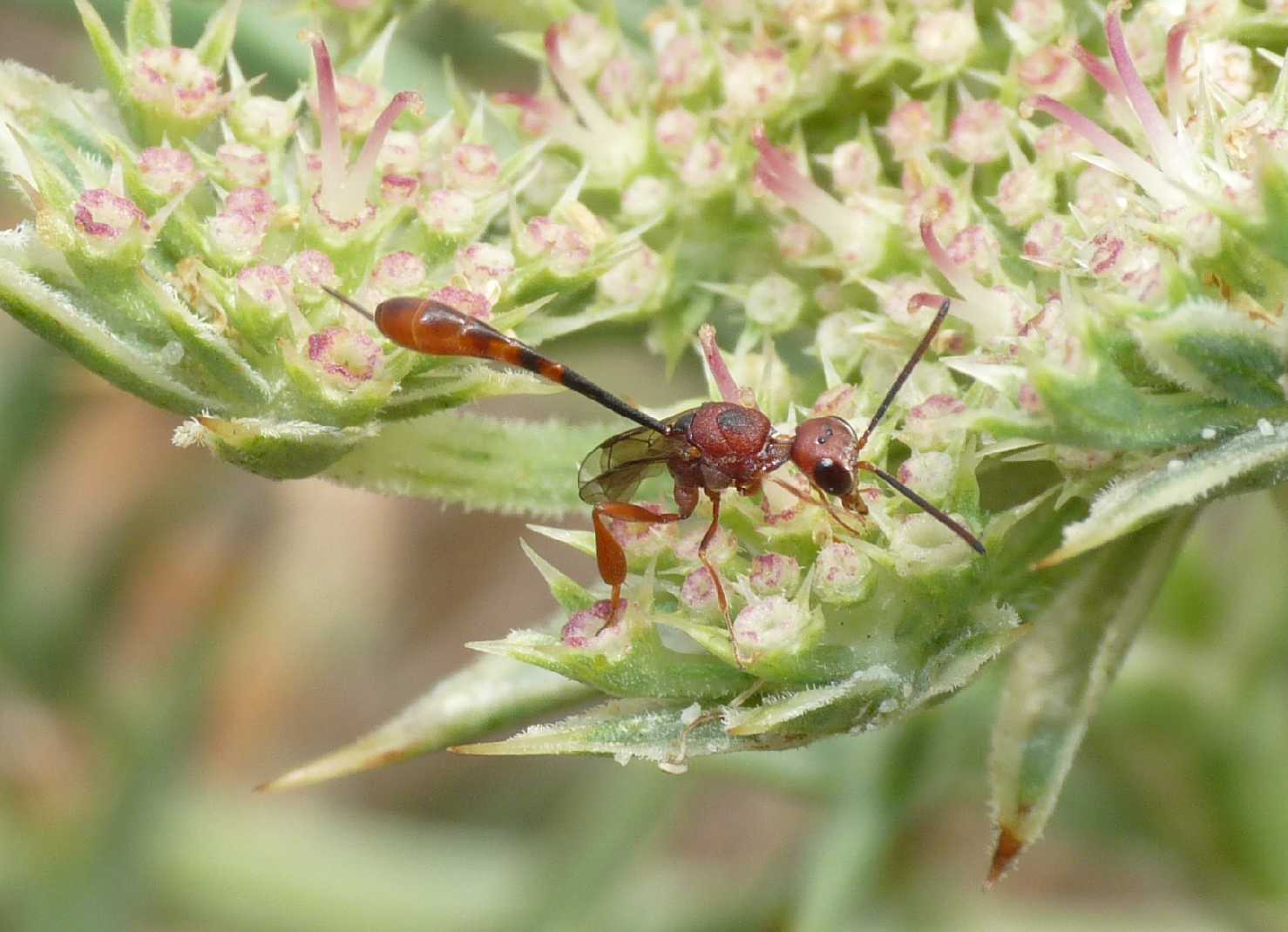 Gasteruption hastator  (Gasteruptiidae)